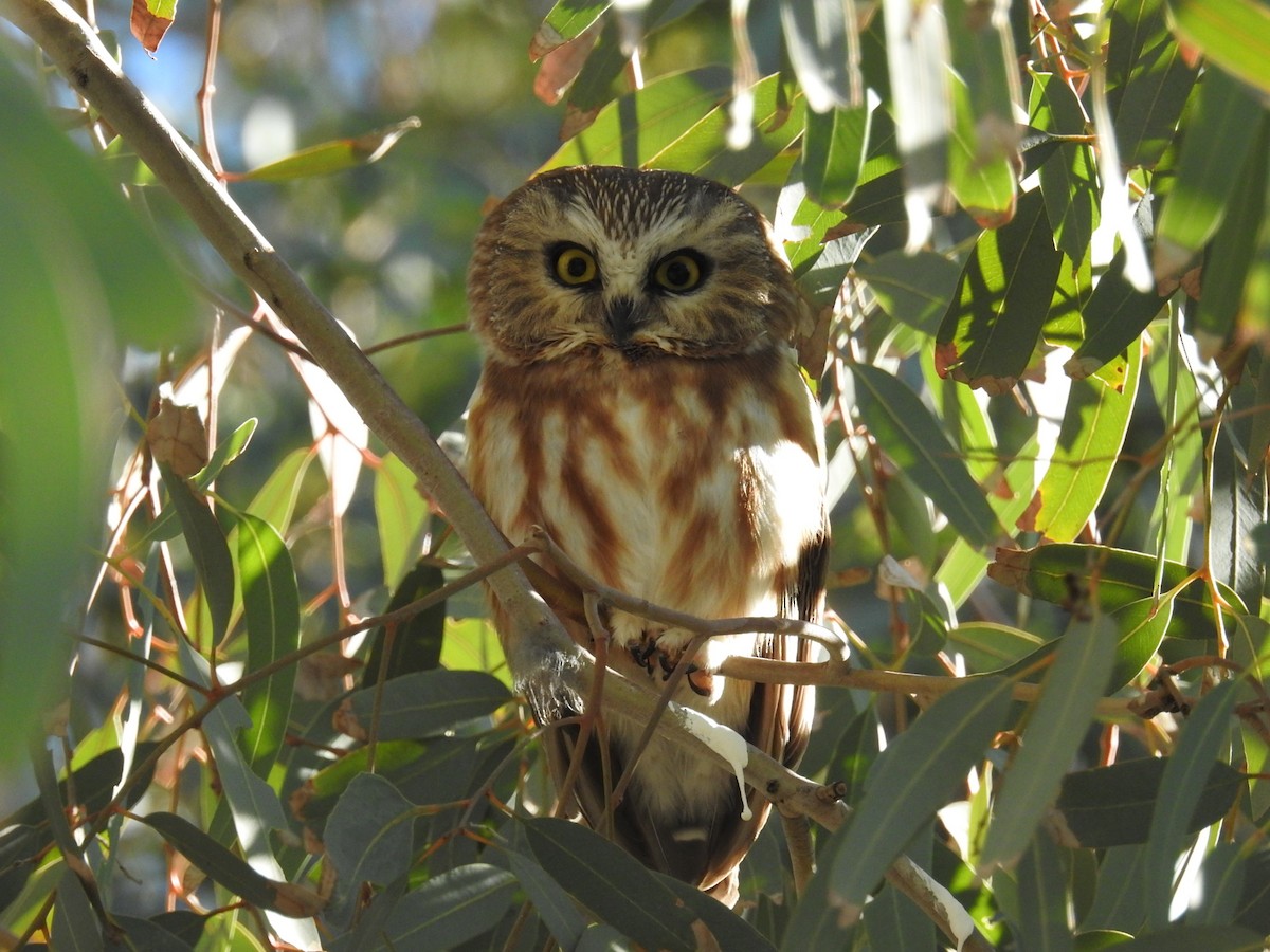 Northern Saw-whet Owl - ML646868649