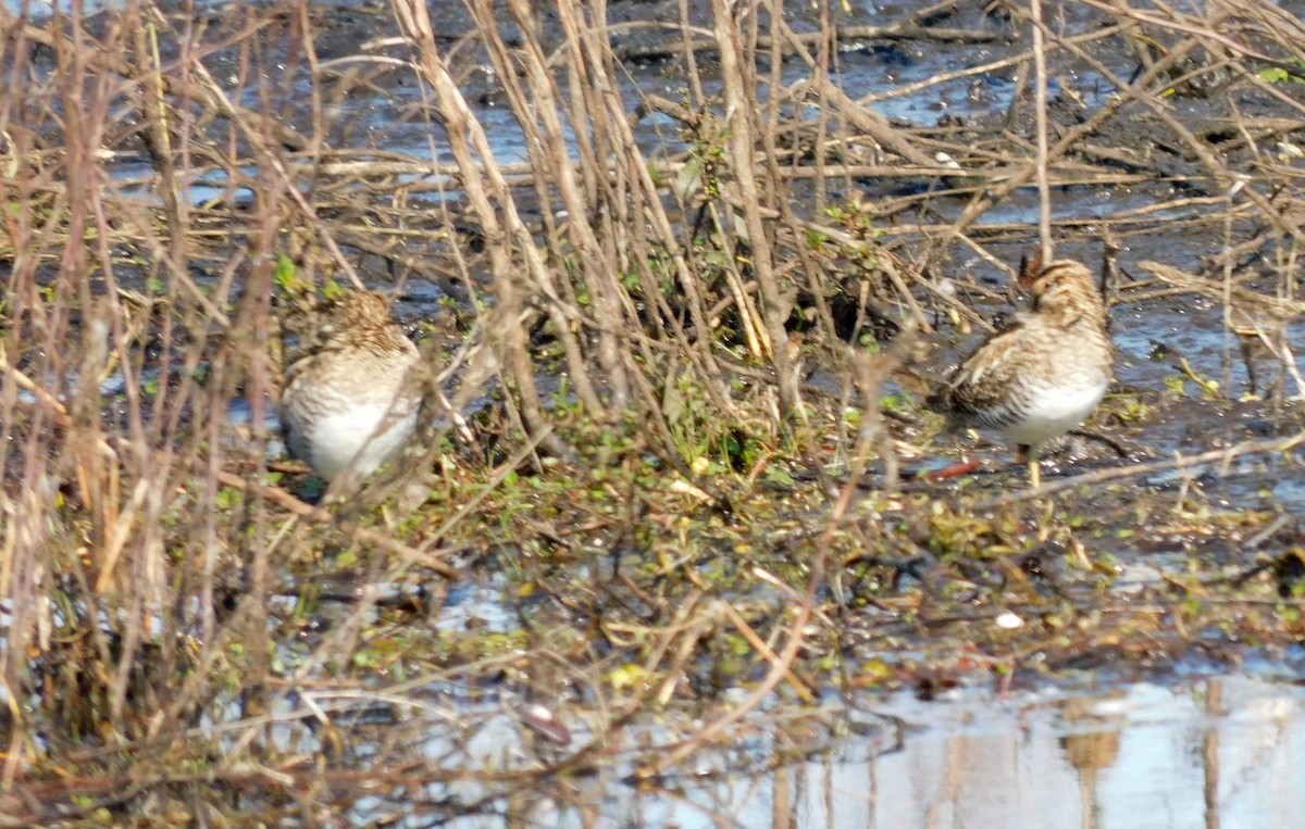 Баранець американський - ML646868650