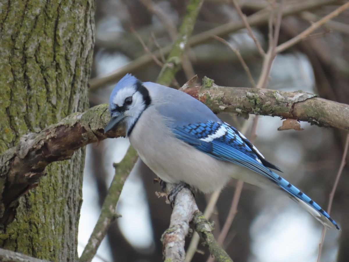 Blue Jay - ML646868651