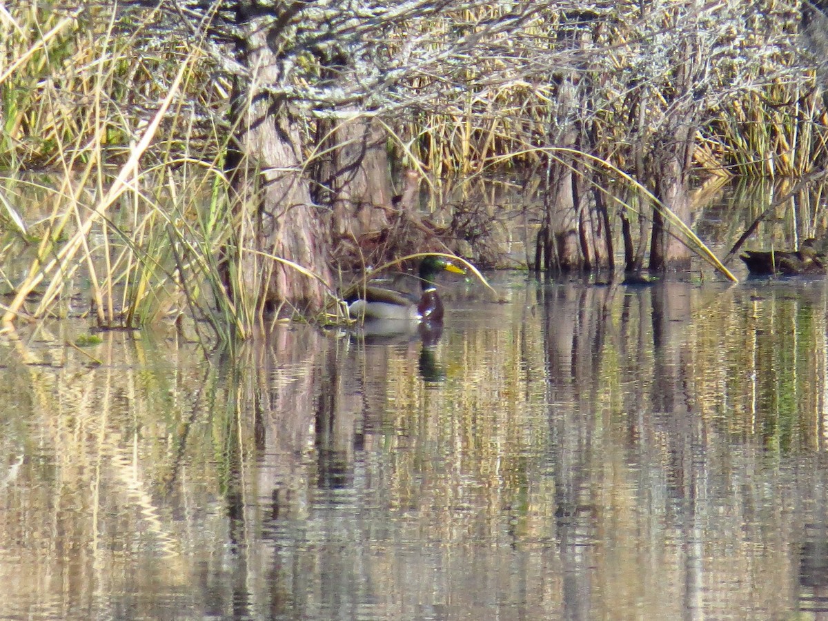 stokkand - ML646868652