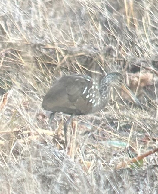 kurlan chřástalovitý - ML646868653