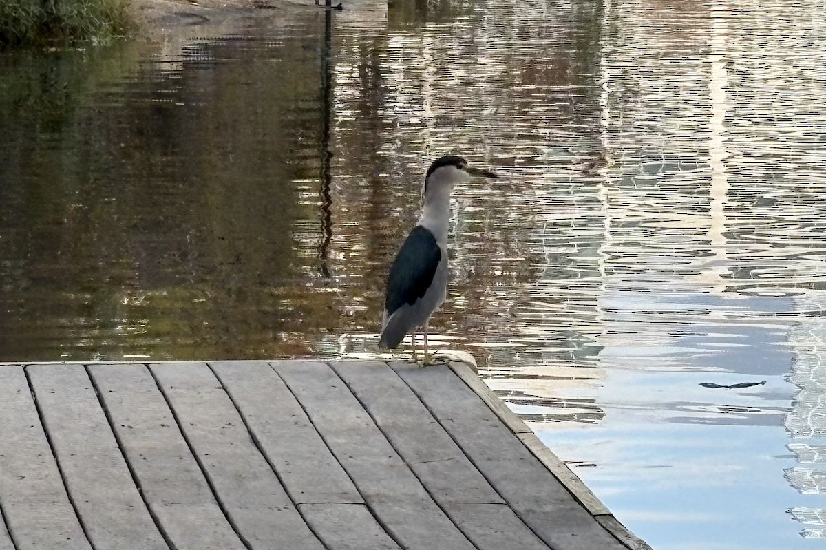 Black-crowned Night Heron - ML646868654