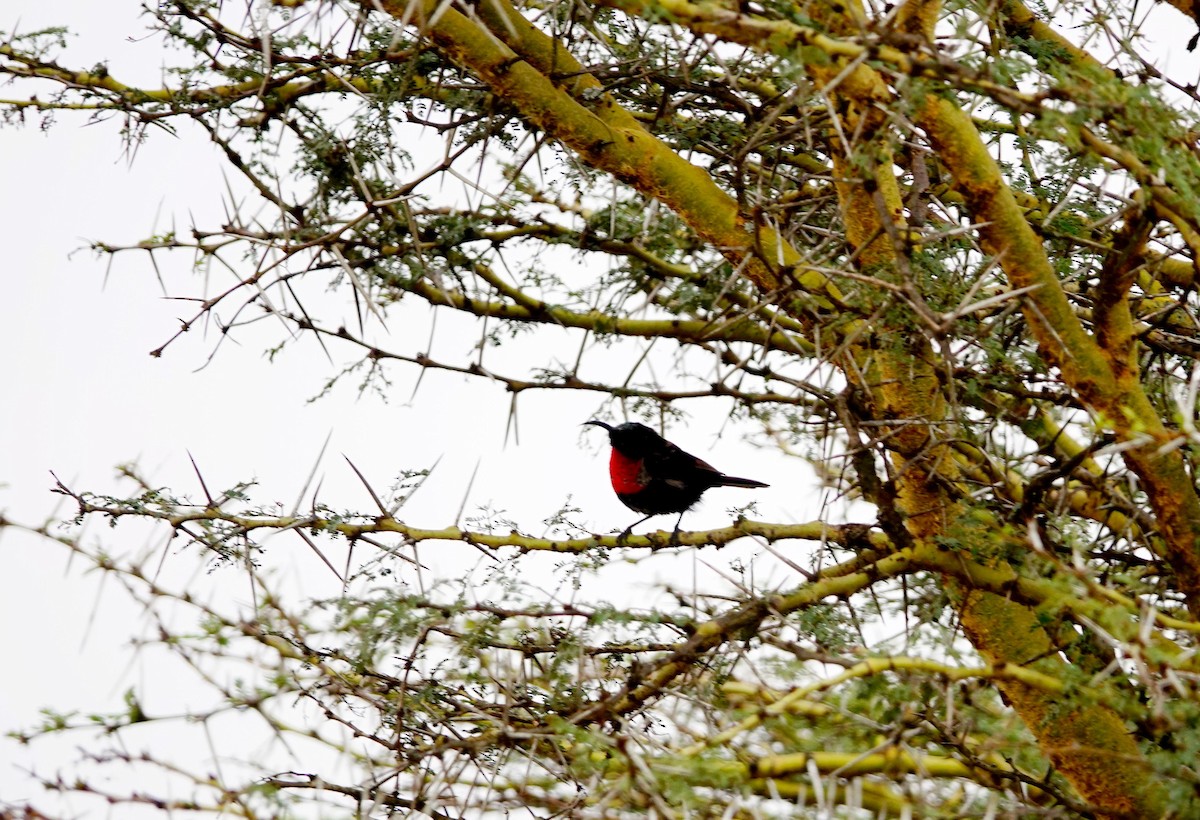 Scarlet-chested Sunbird - ML646868657