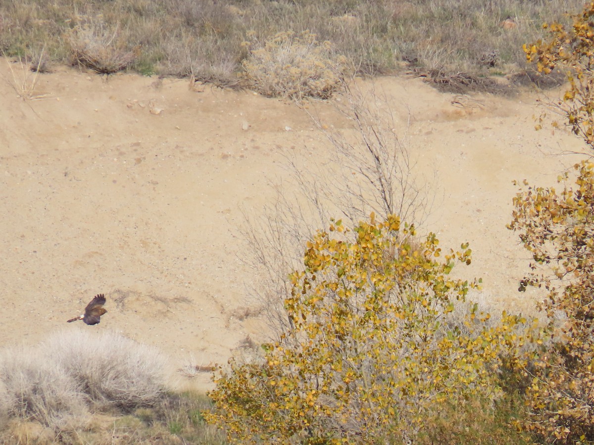 Лунь американський - ML646868658