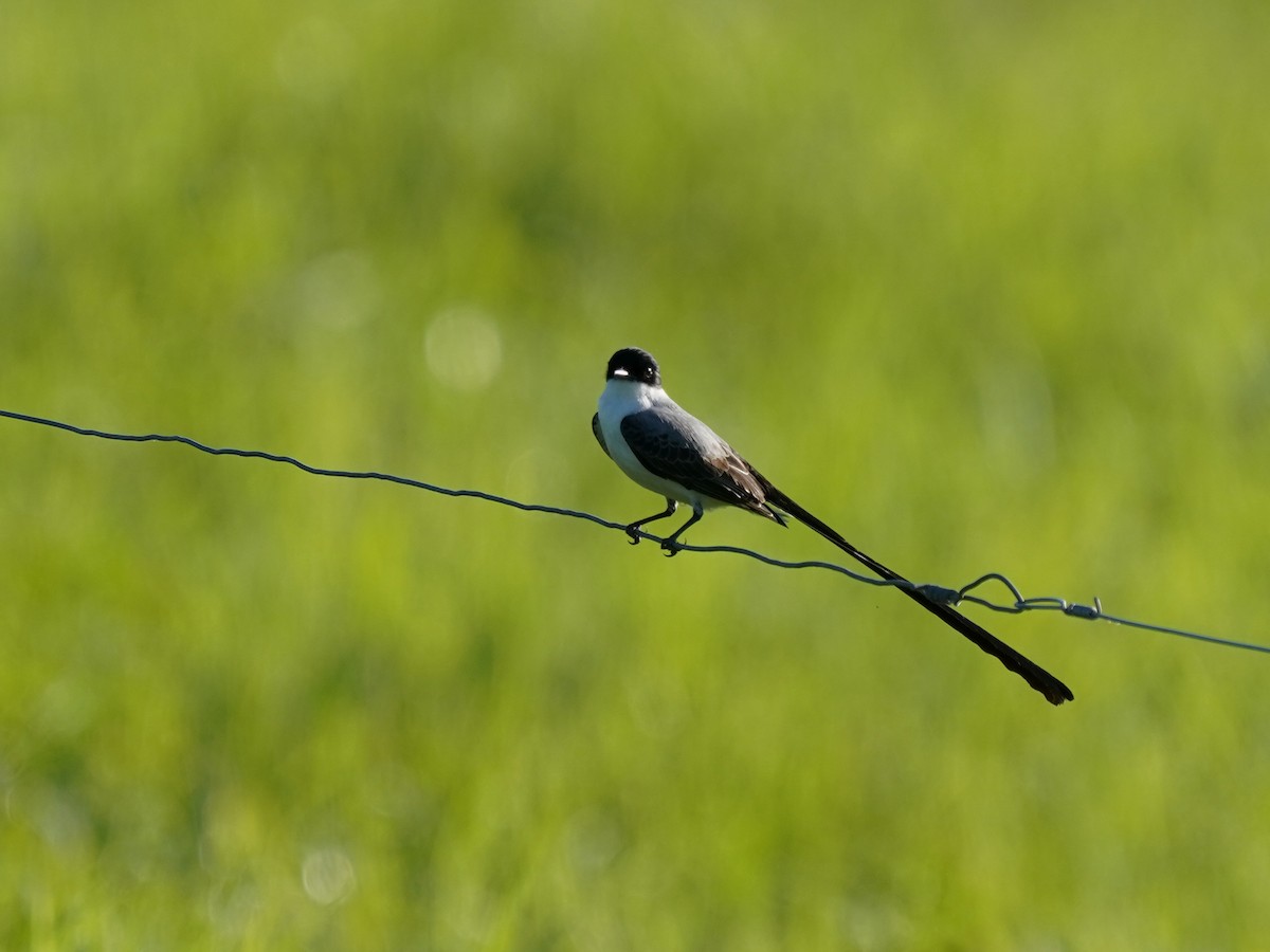Fork-tailed Flycatcher - ML646868659