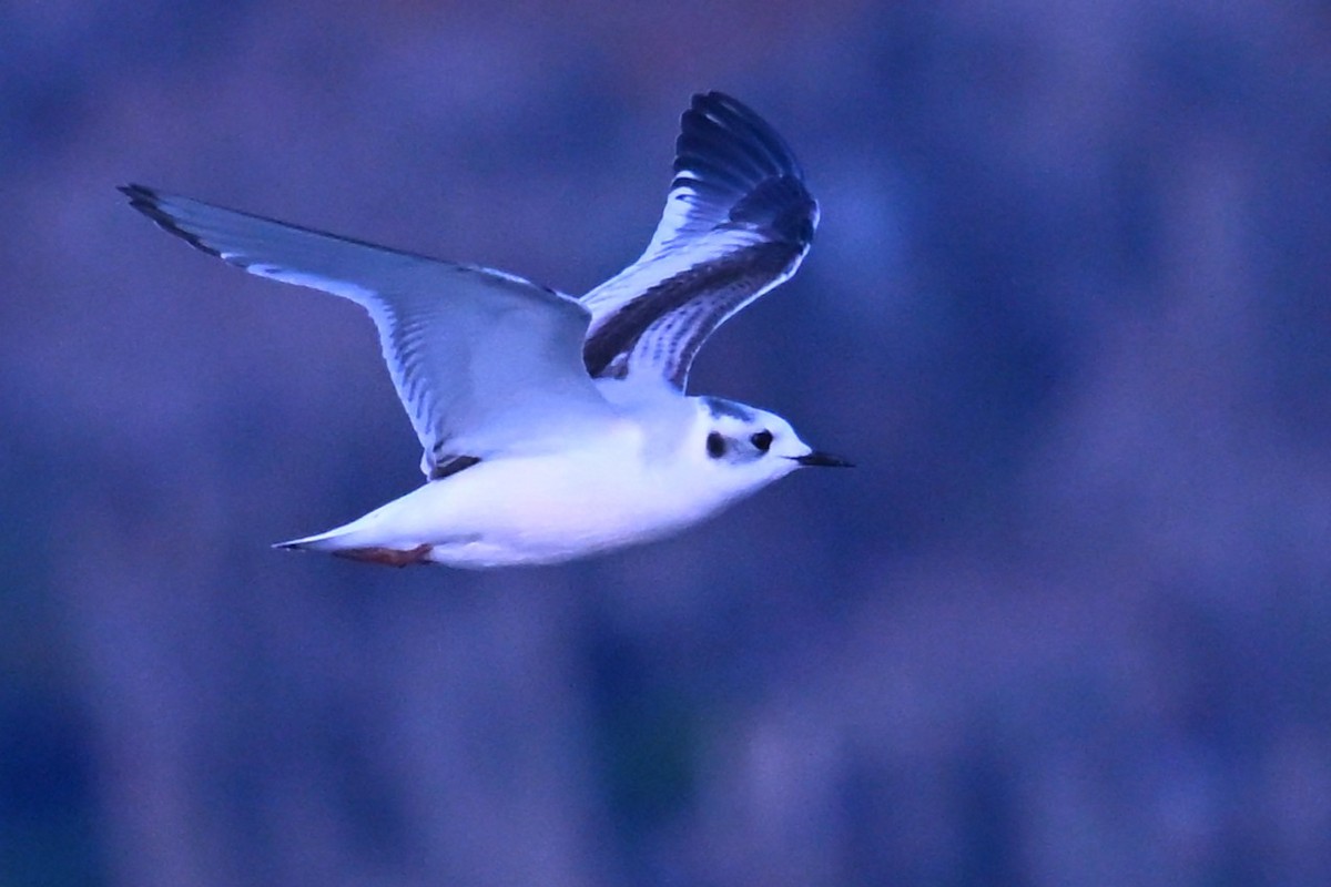 Mouette pygmée - ML646868660