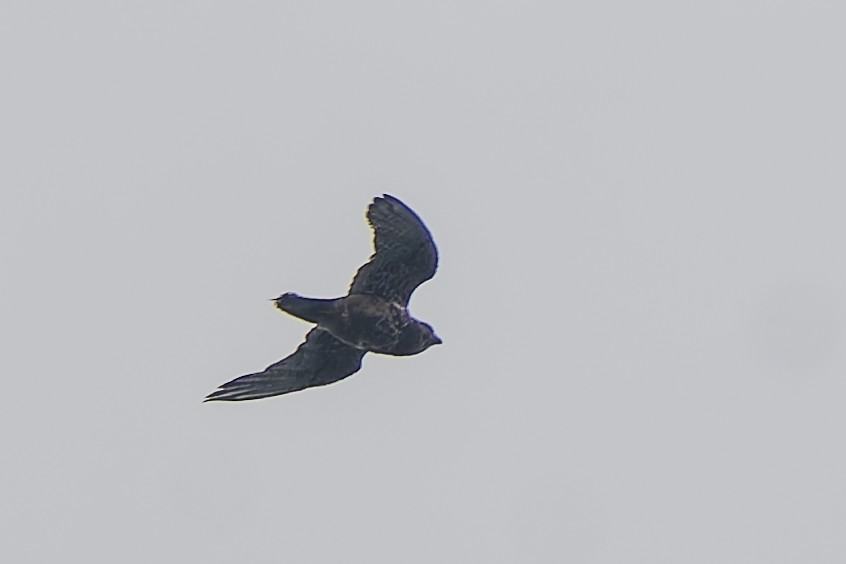 Spotted Kestrel - ML646868664