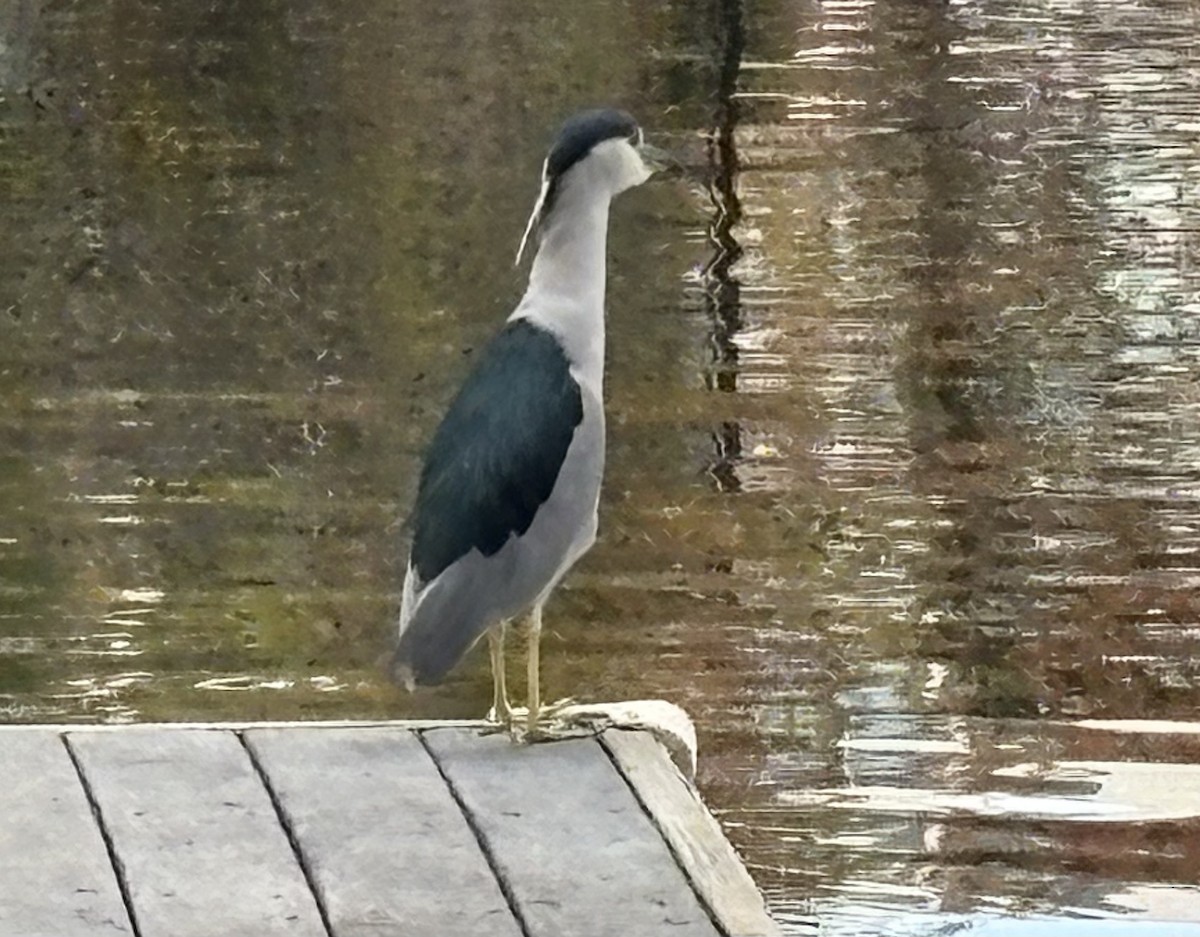 Black-crowned Night Heron - ML646868666
