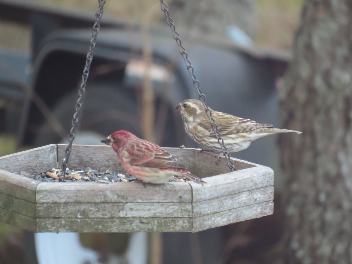 Purple Finch - ML646868668