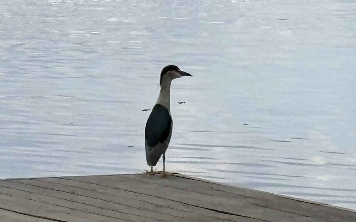 Black-crowned Night Heron - ML646868669