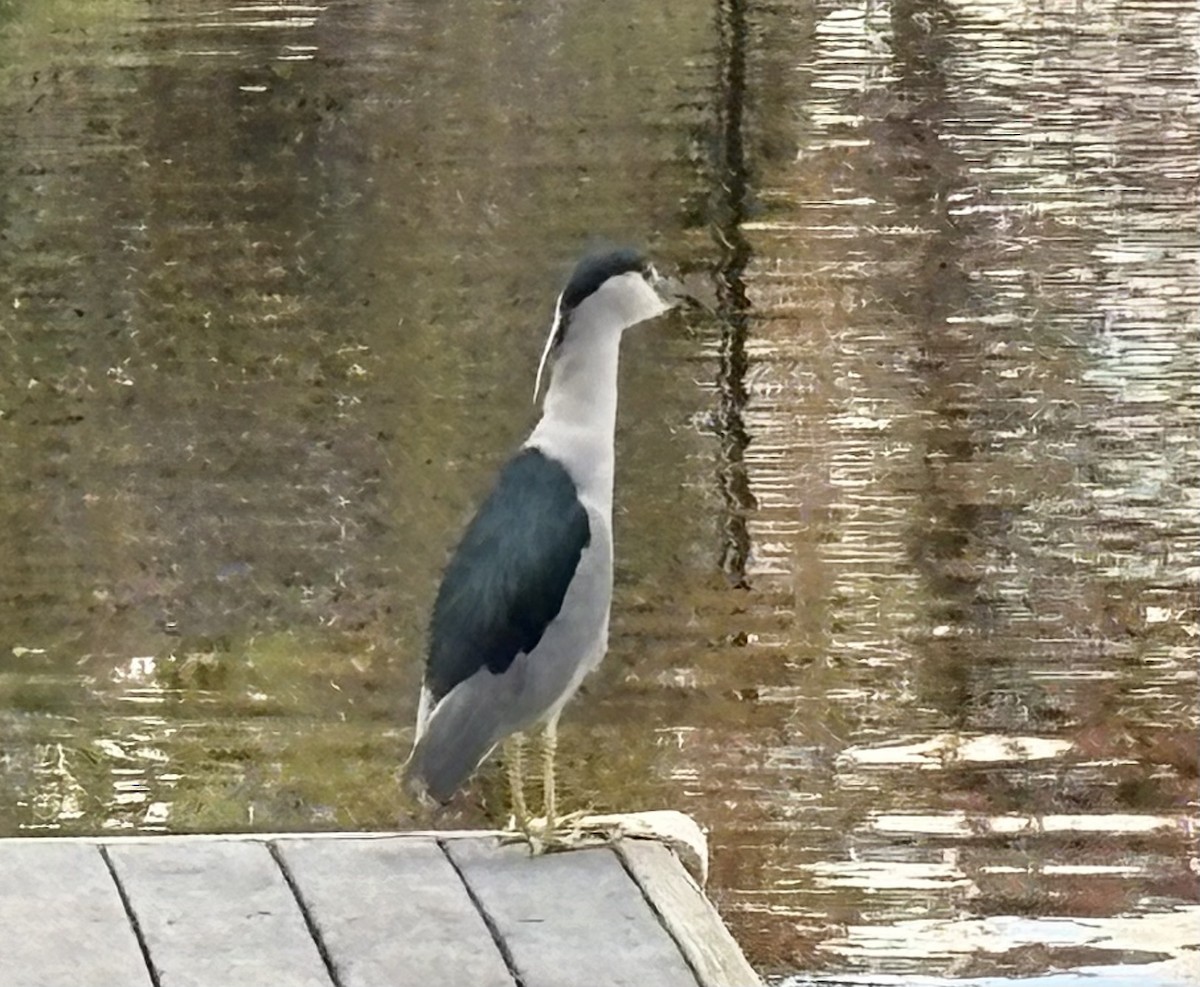 Black-crowned Night Heron - ML646868670