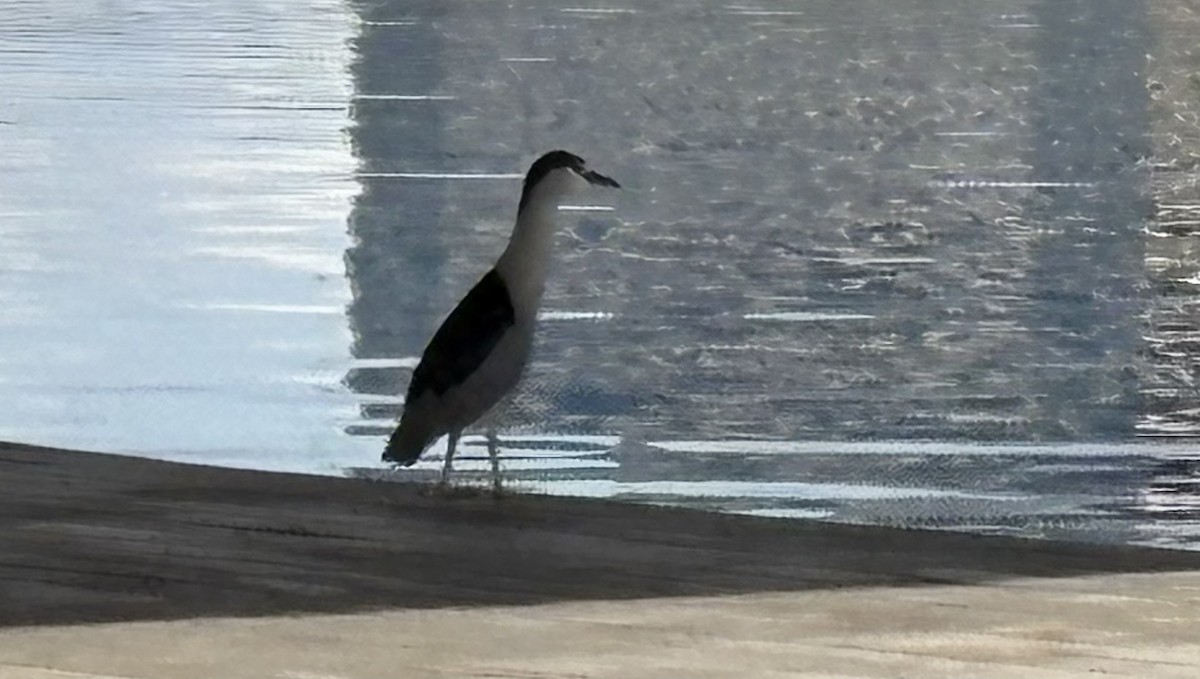Black-crowned Night Heron - ML646868672