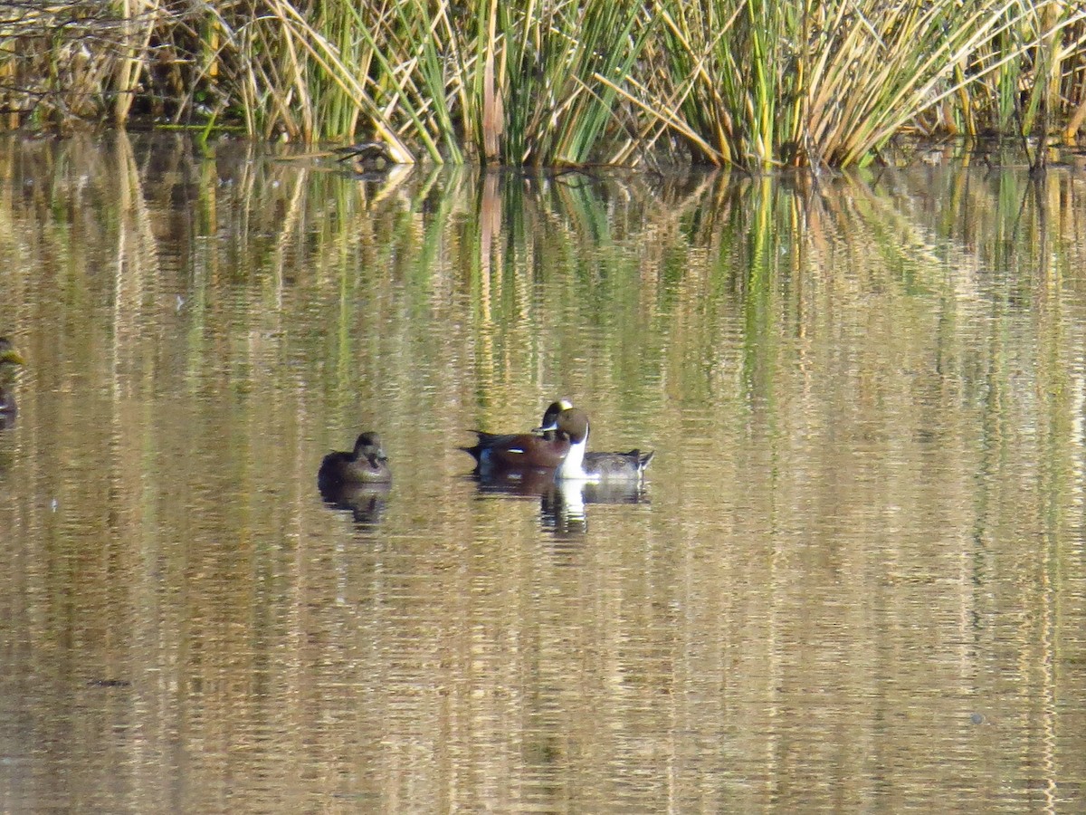 stjertand - ML646868673