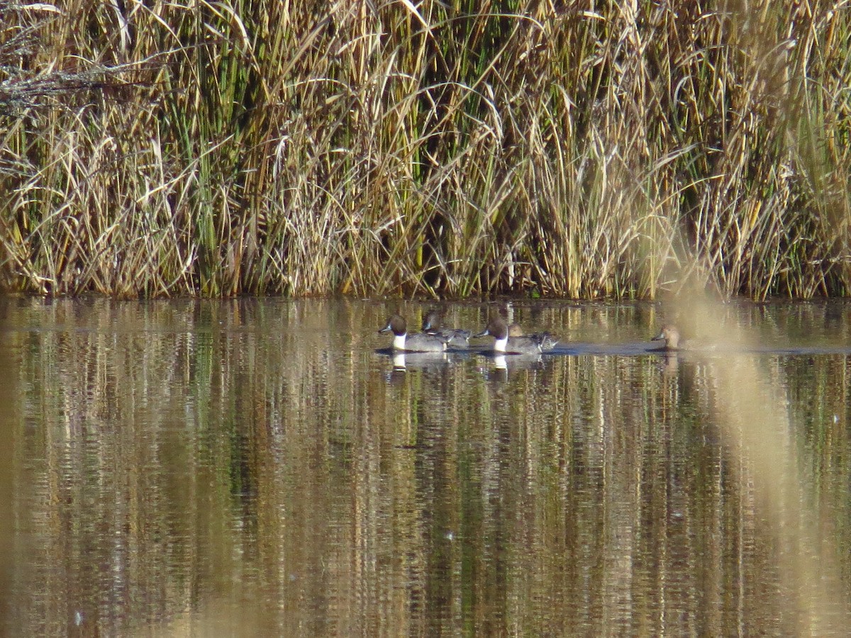 stjertand - ML646868674