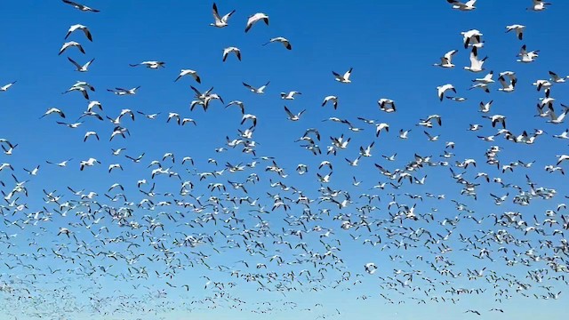 Цасны галуу - ML646868676