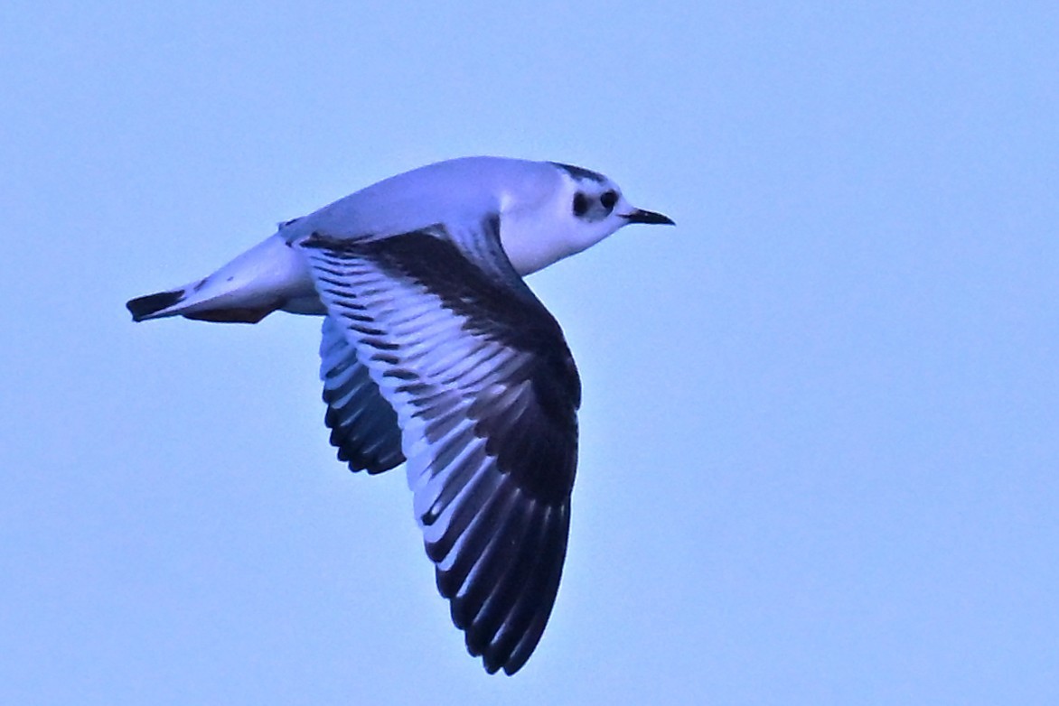 Mouette pygmée - ML646868677