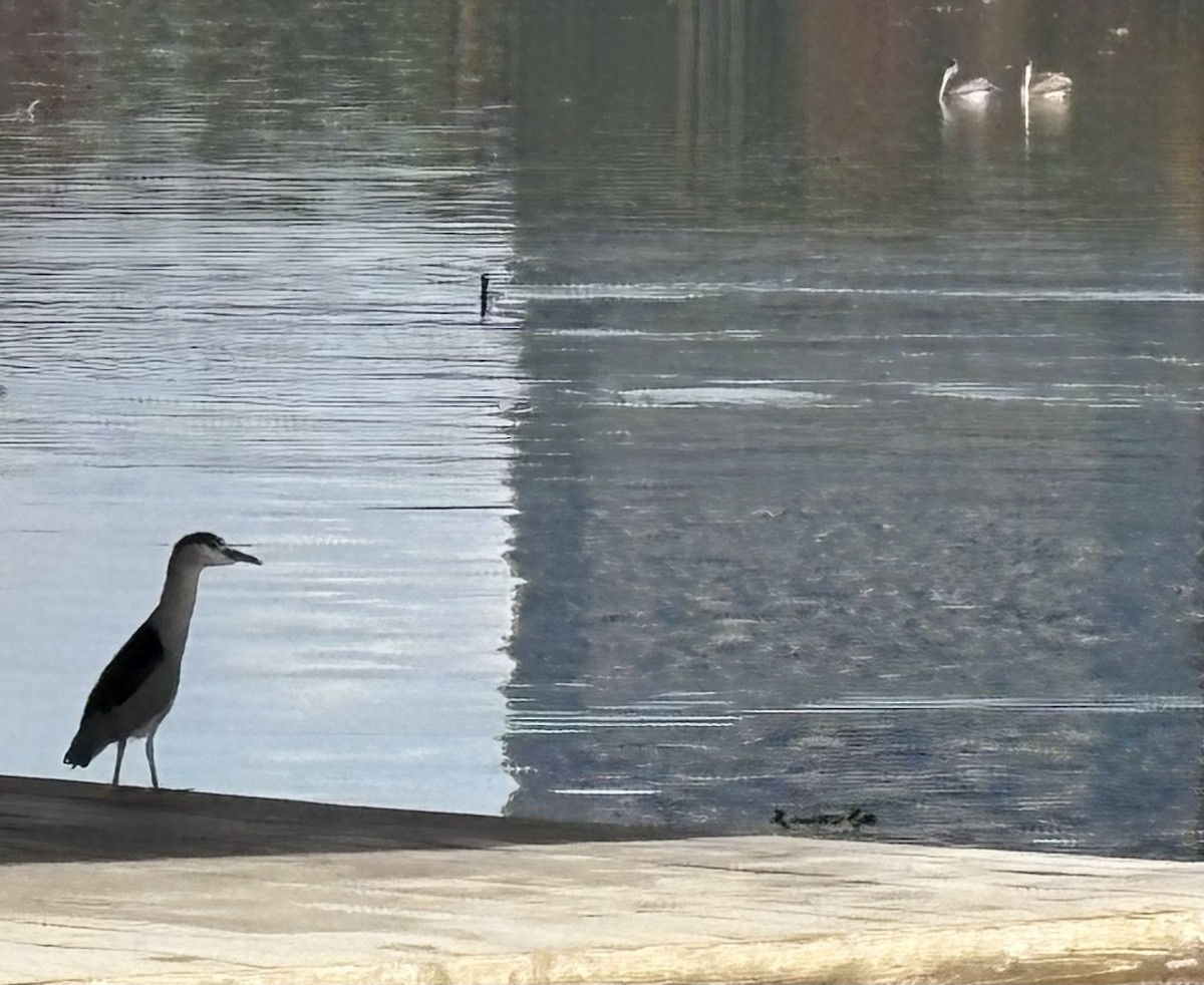 Black-crowned Night Heron - ML646868681