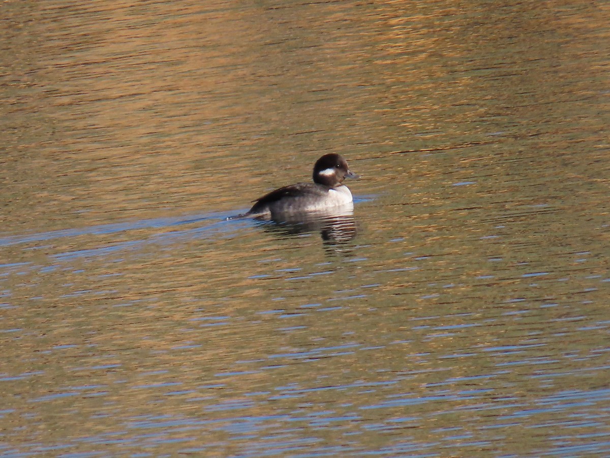Гоголь малий - ML646868682
