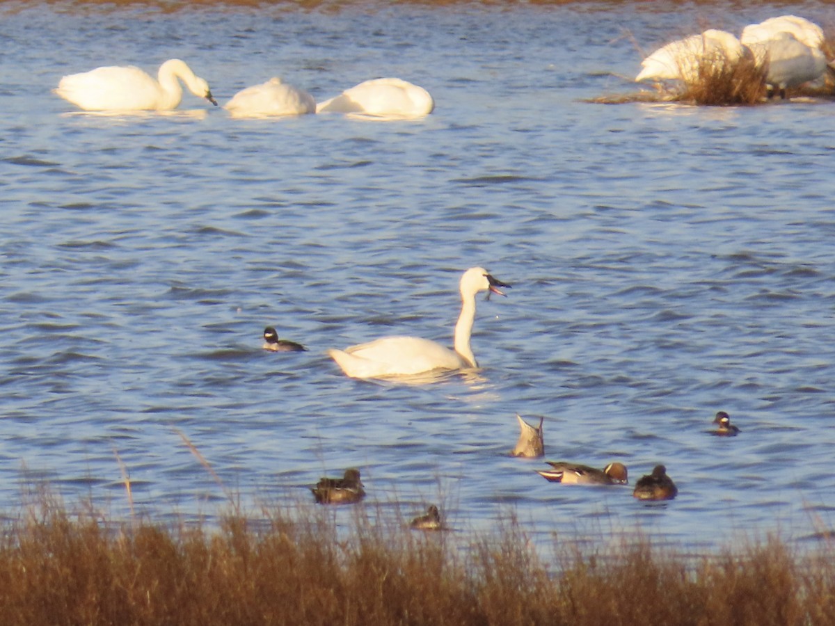 Cisne Chico - ML646868683