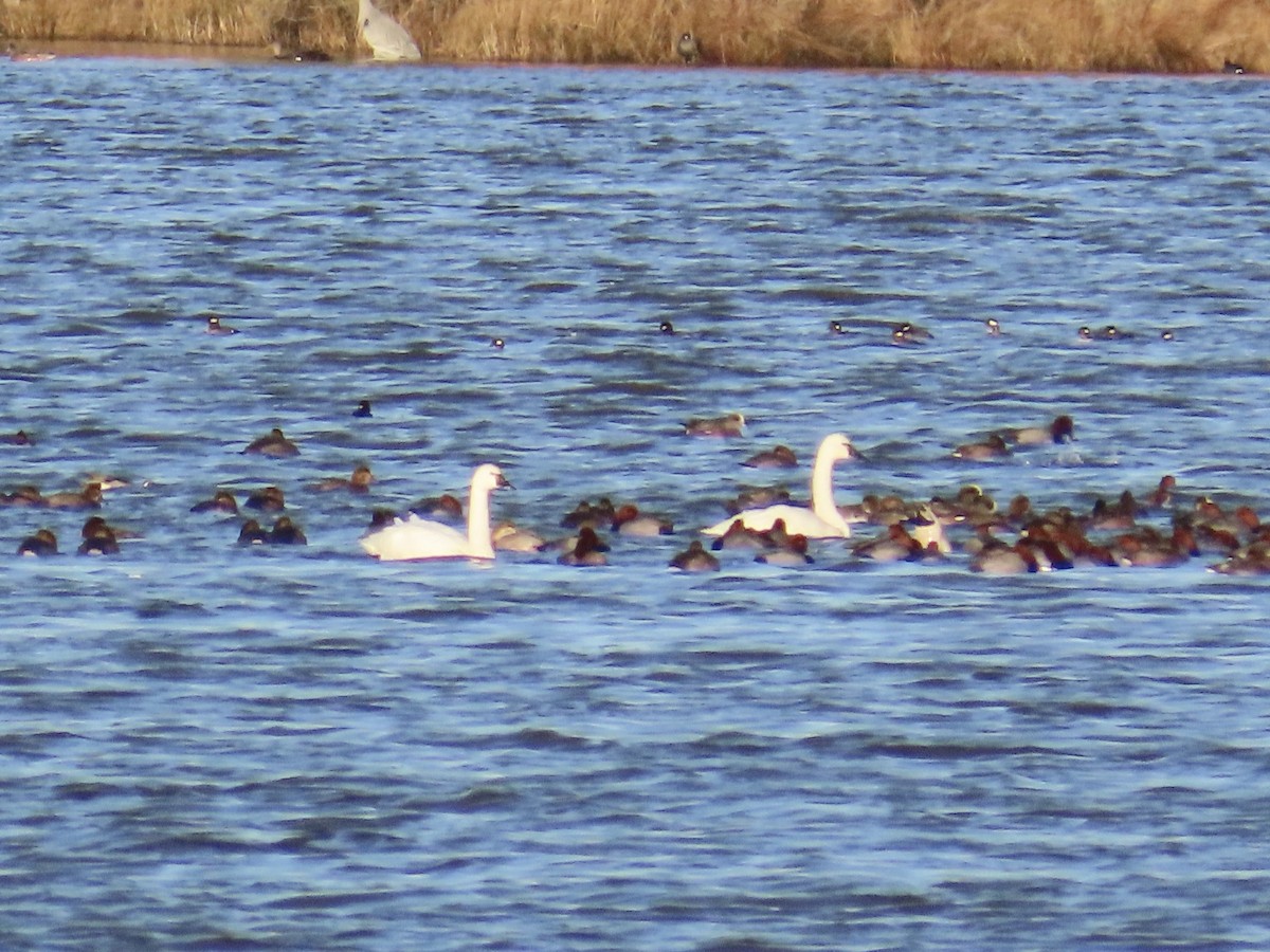 Cisne Chico - ML646868684