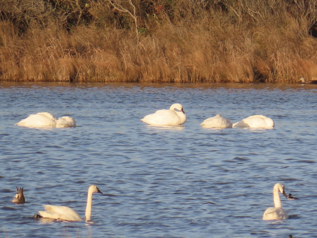 Cisne Chico - ML646868685