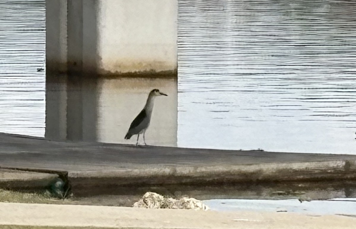 Black-crowned Night Heron - ML646868689