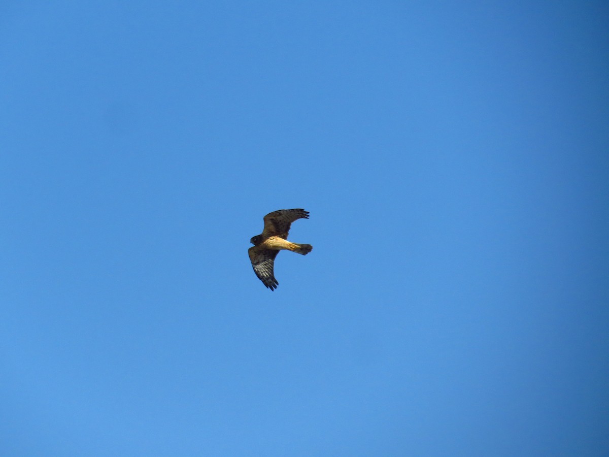 mørkmyrhauk - ML646868695