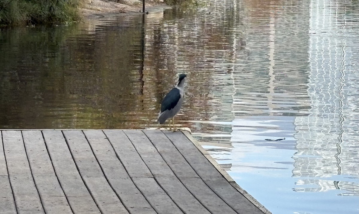 Black-crowned Night Heron - ML646868698