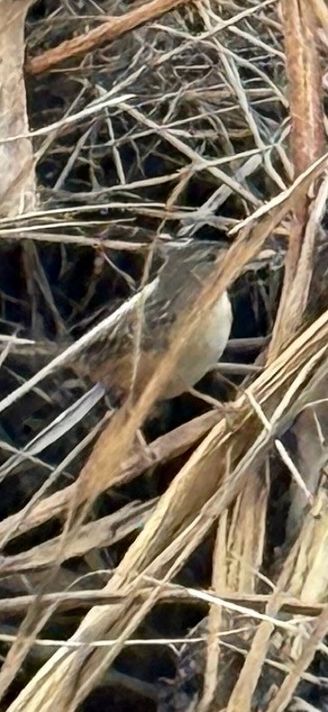 Sedge Wren - ML646868699