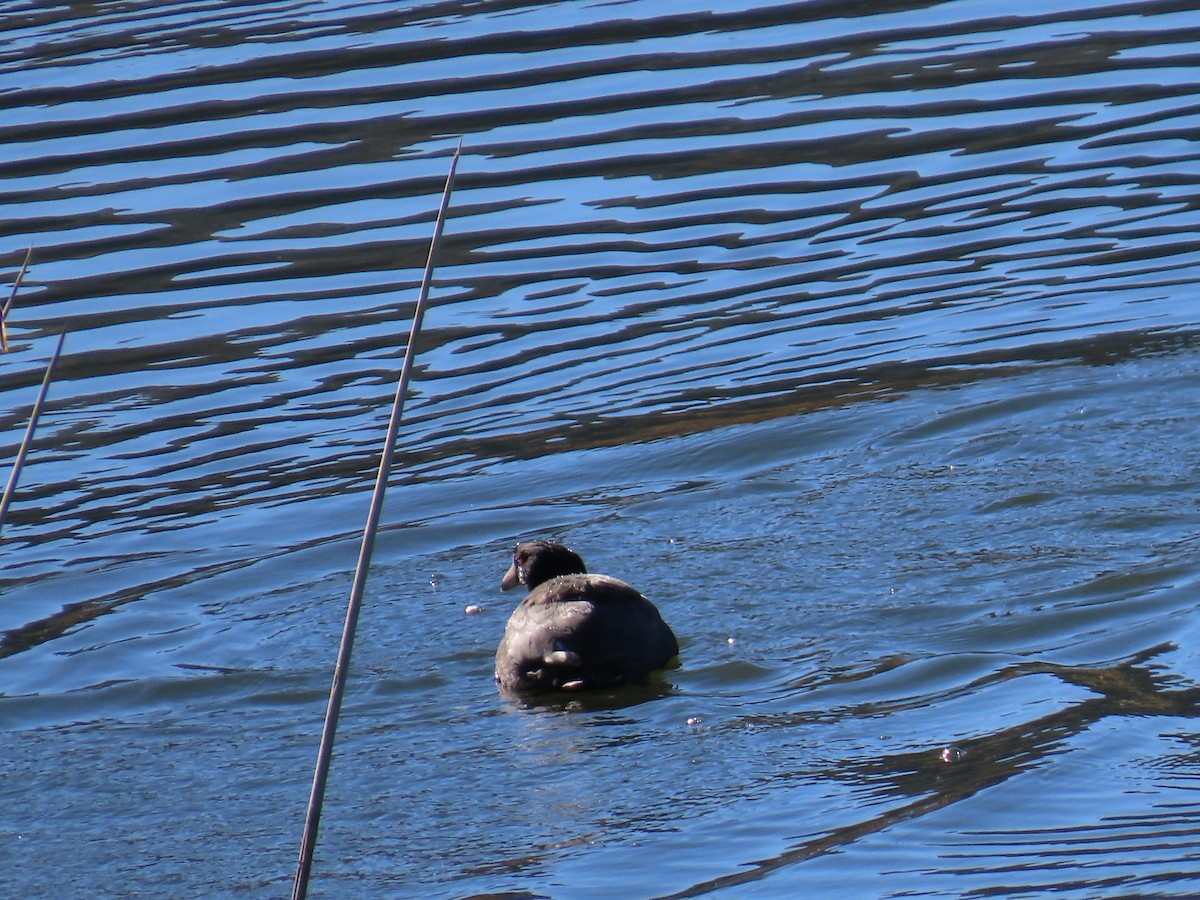 Лиска американська - ML646868700