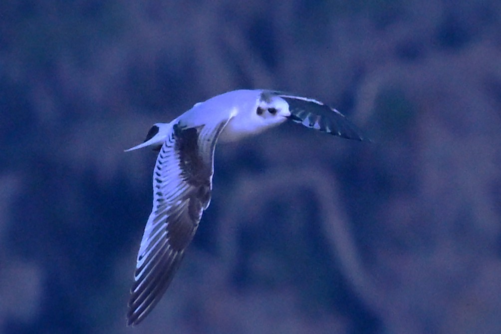 Mouette pygmée - ML646868701
