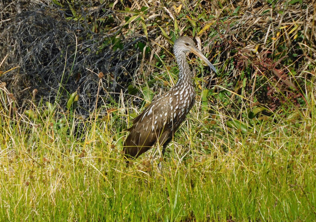 Арама - ML646868703