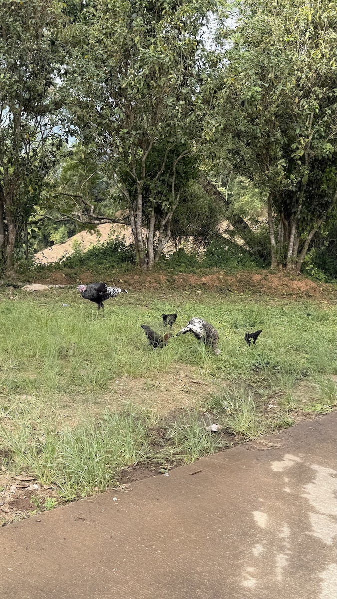 シチメンチョウ（家畜） - ML646868707