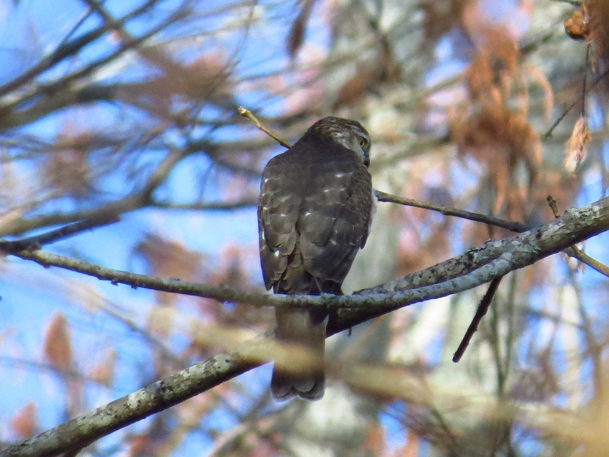 parulahauk - ML646868708