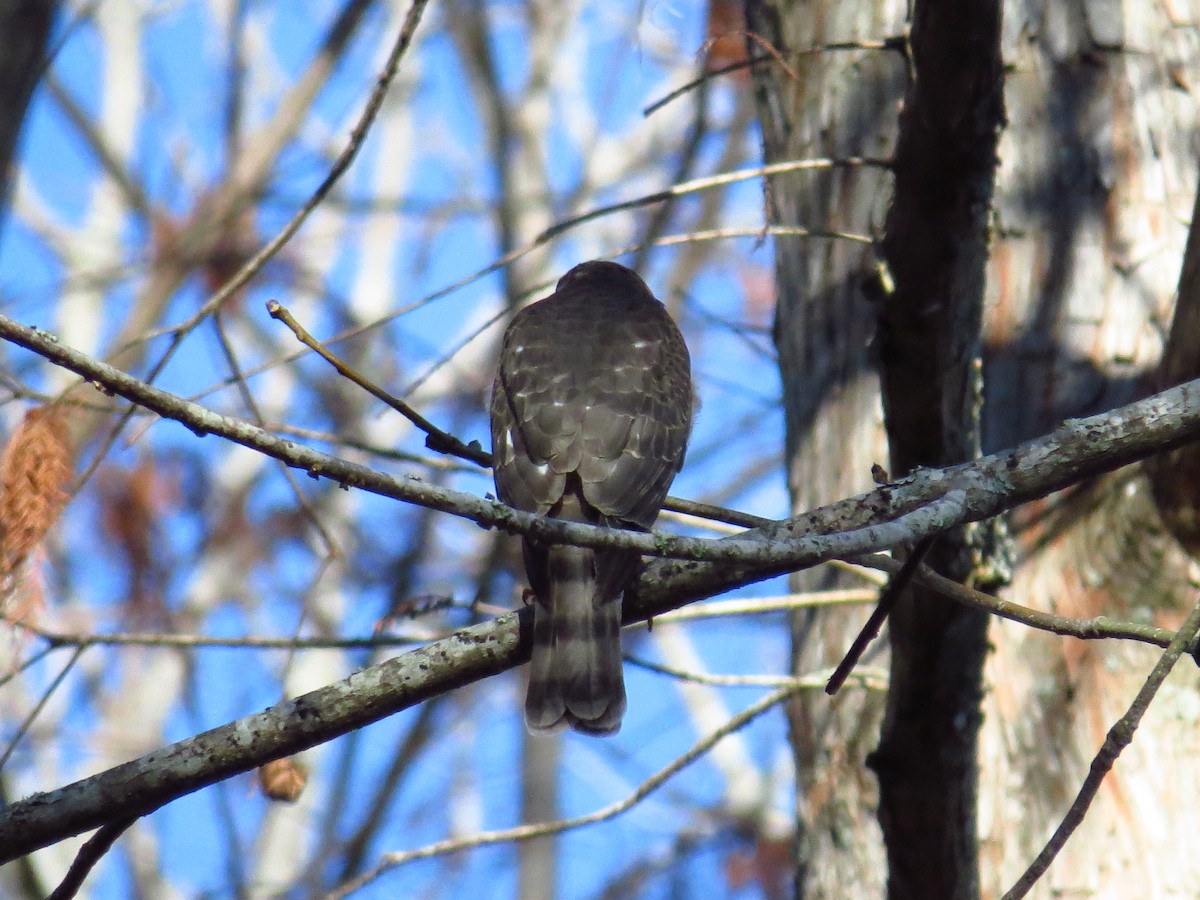 parulahauk - ML646868709