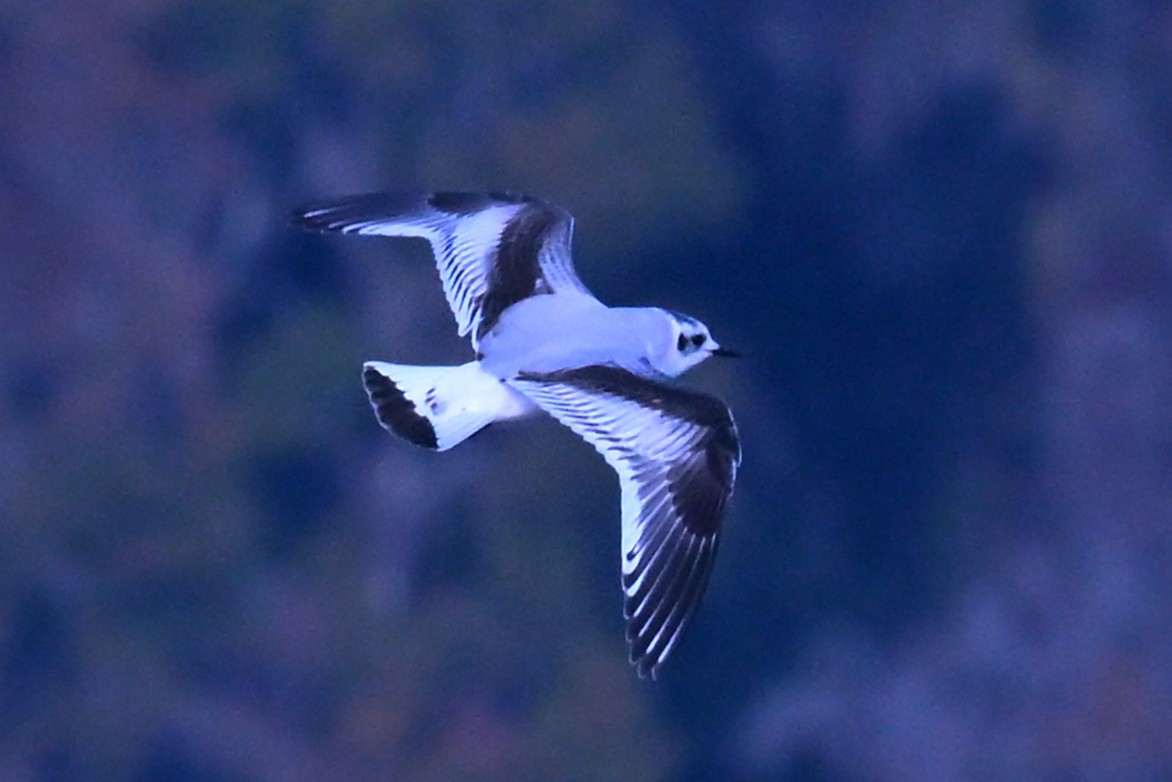 Mouette pygmée - ML646868711