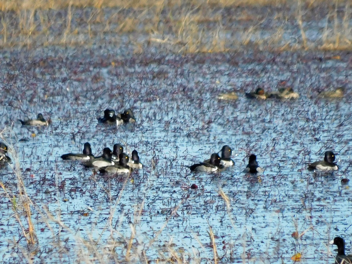 Чернь канадська - ML646868713