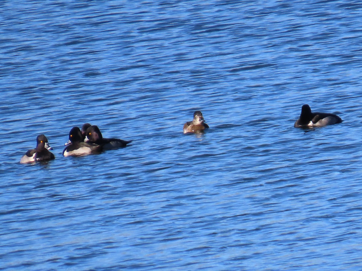 Чернь канадська - ML646868714