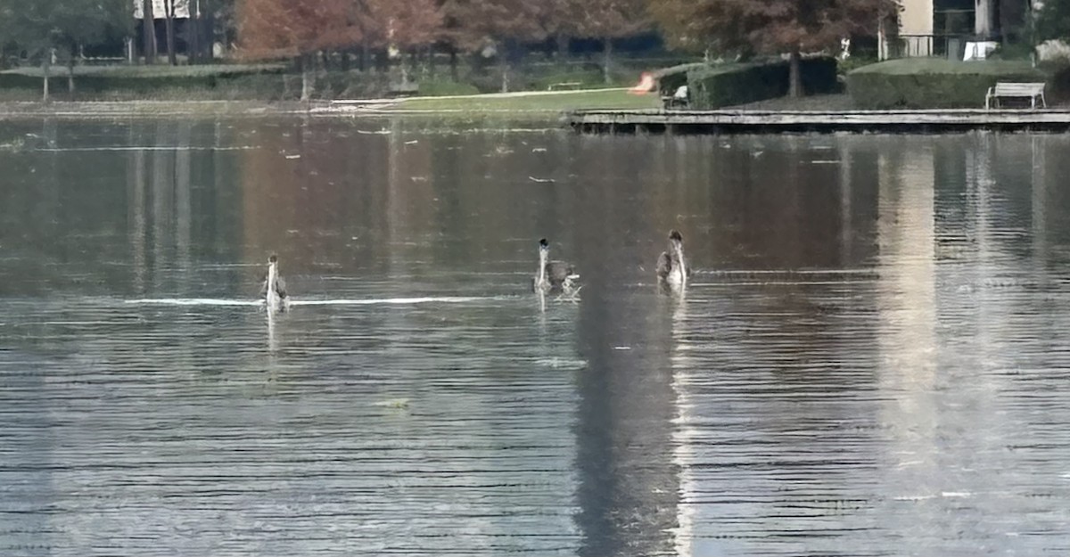 Brown Pelican - ML646868717