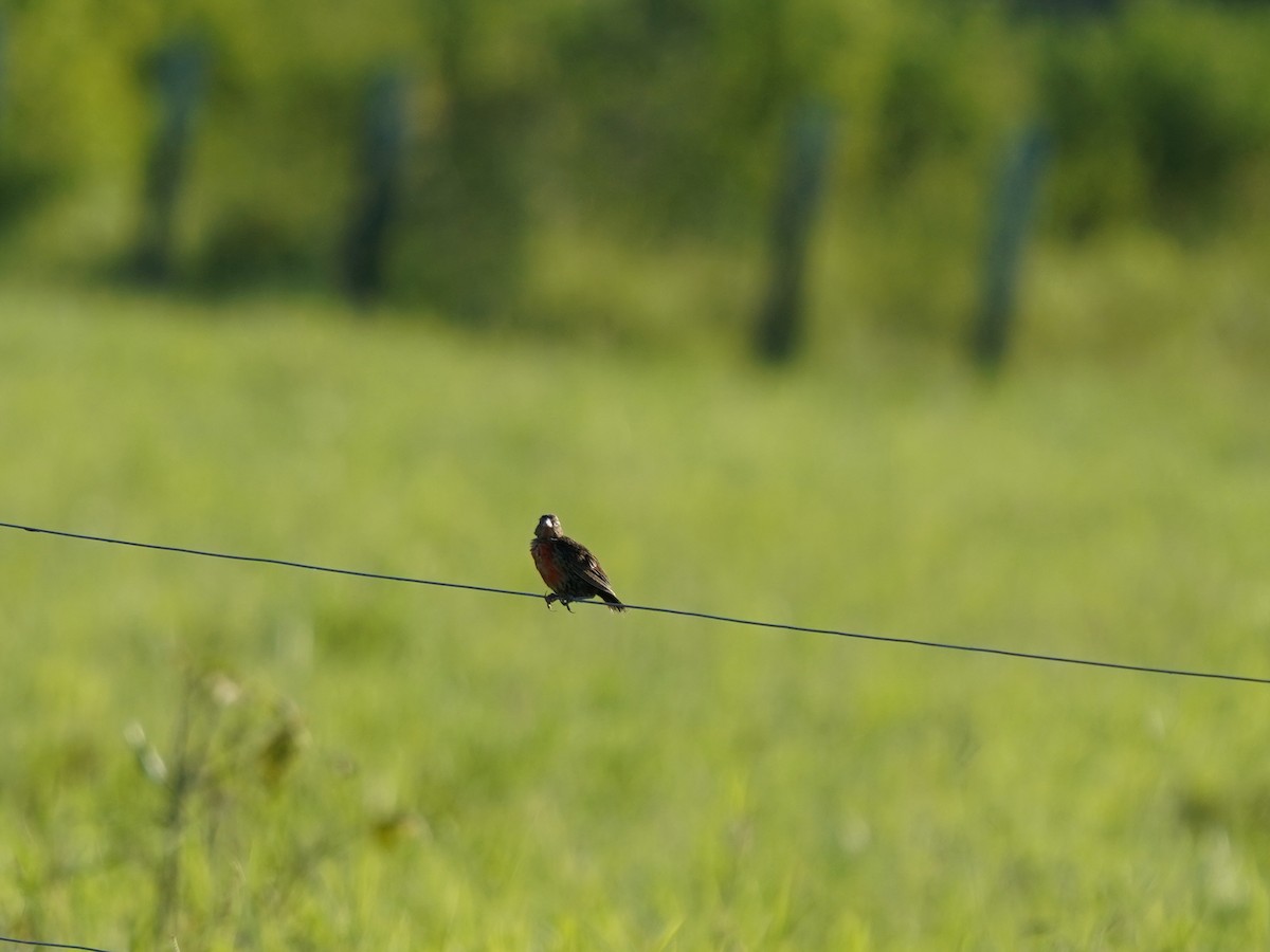 Red-breasted Meadowlark - ML646868718