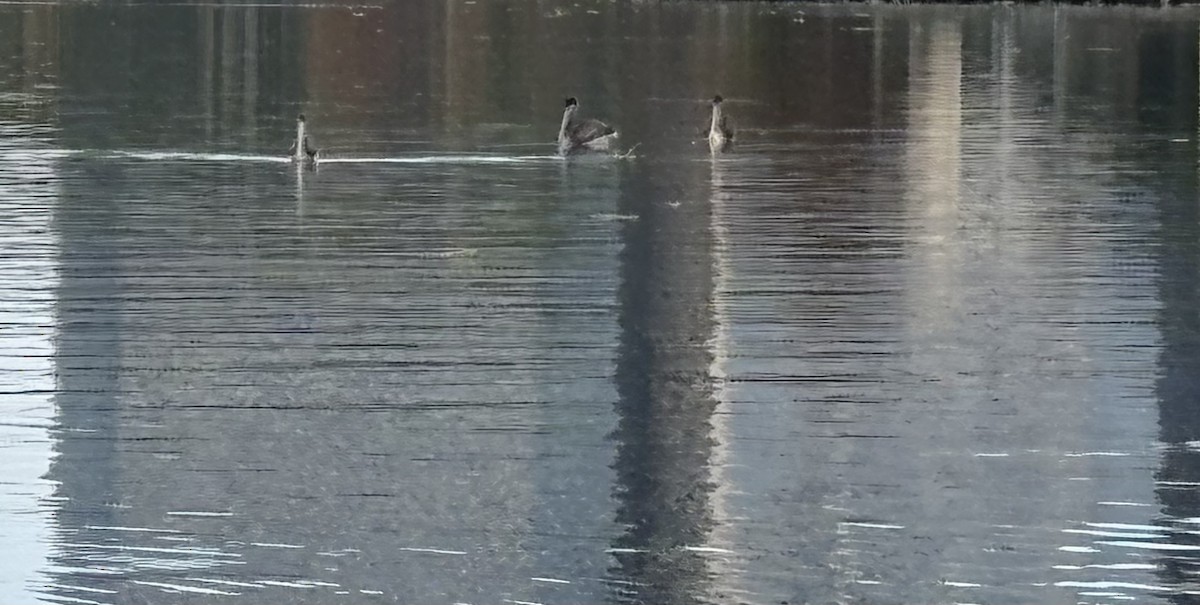 Brown Pelican - ML646868720