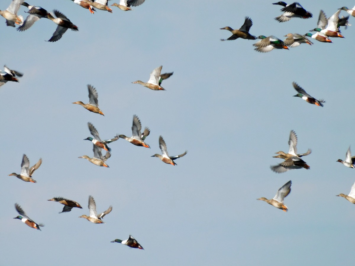 Широконіска північна - ML646868721