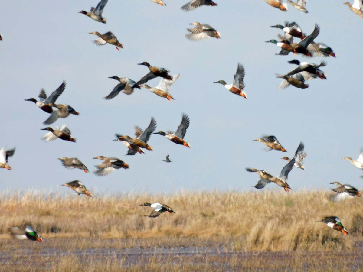 Широконіска північна - ML646868722