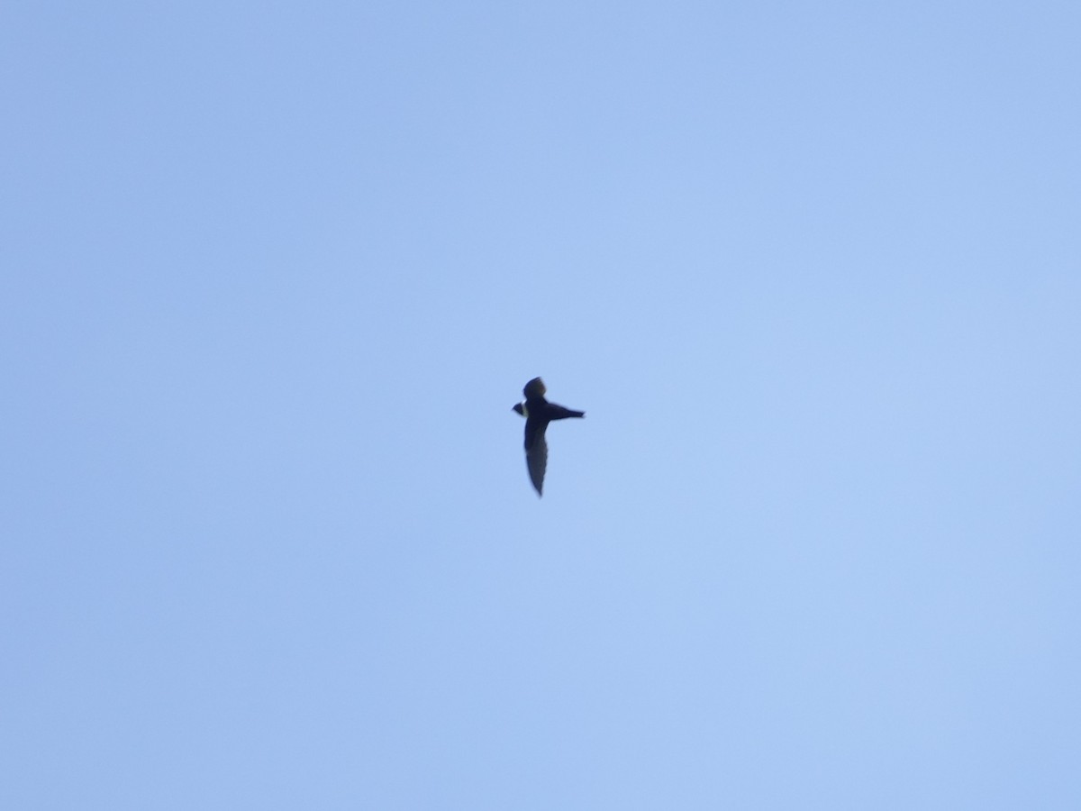 White-collared Swift - ML646868723