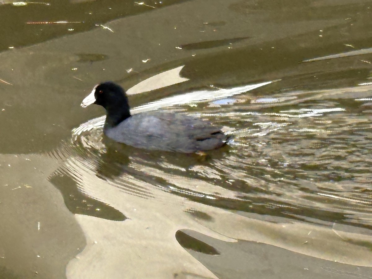 American Coot - ML646868724