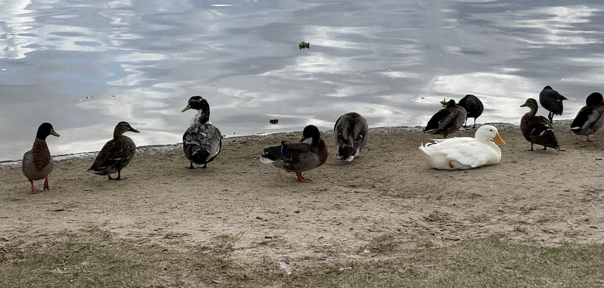 Mallard (Domestic type) - ML646868731