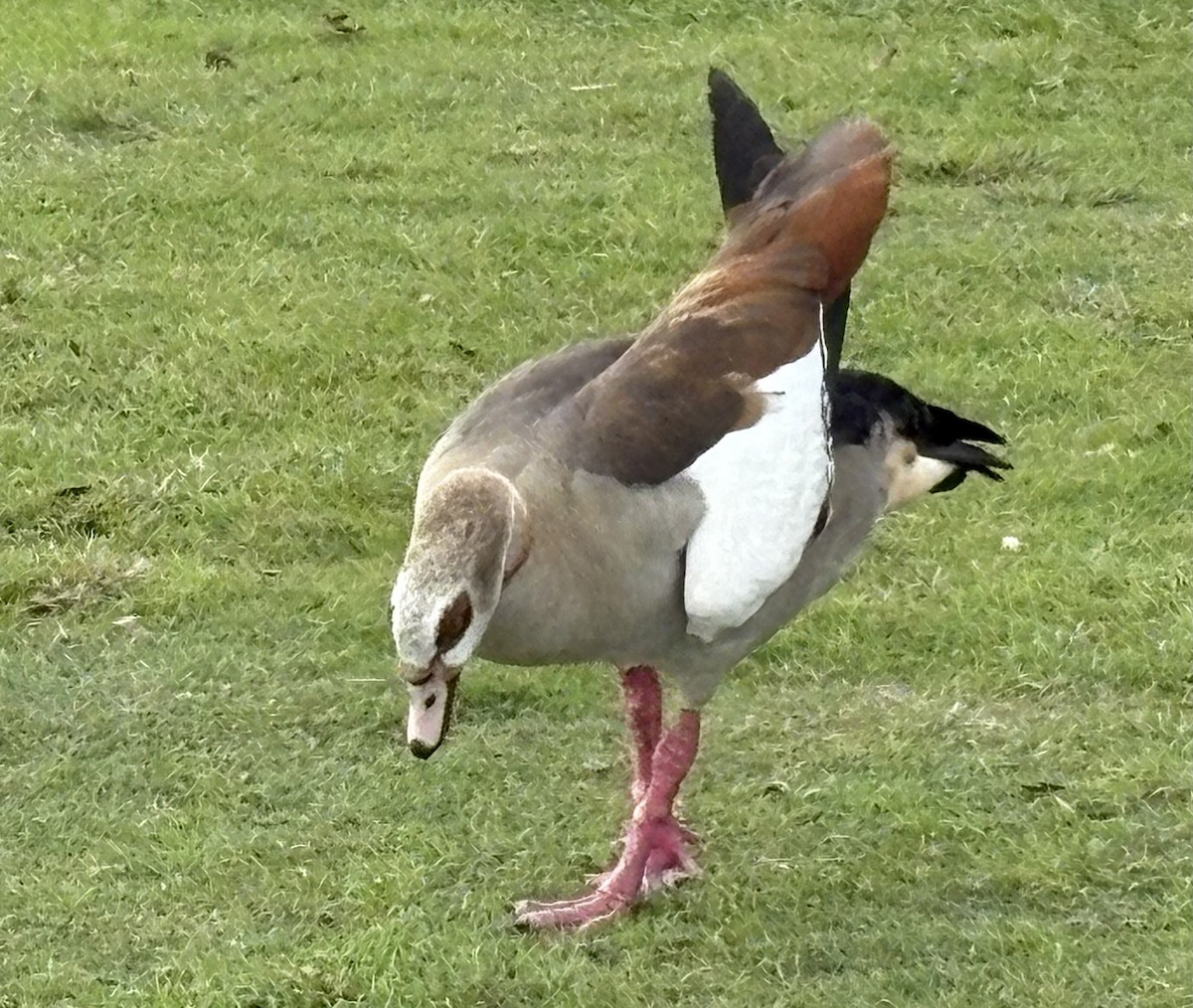 Egyptian Goose - ML646868738