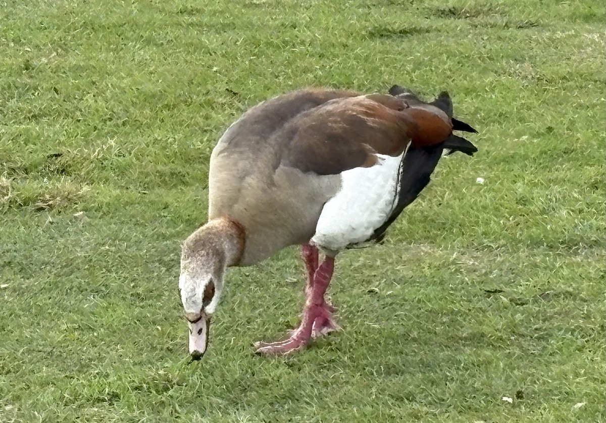 Egyptian Goose - ML646868739