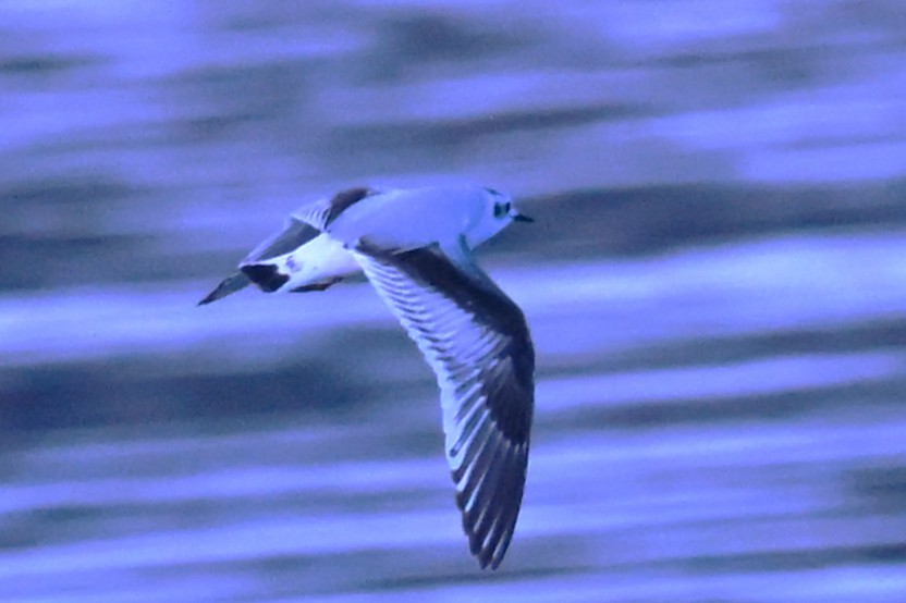 Mouette pygmée - ML646868741