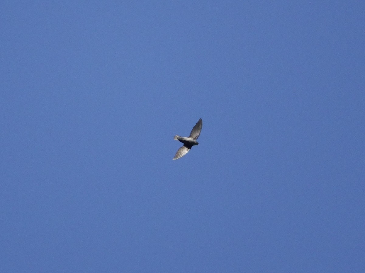 Vaux's Swift - ML646868743